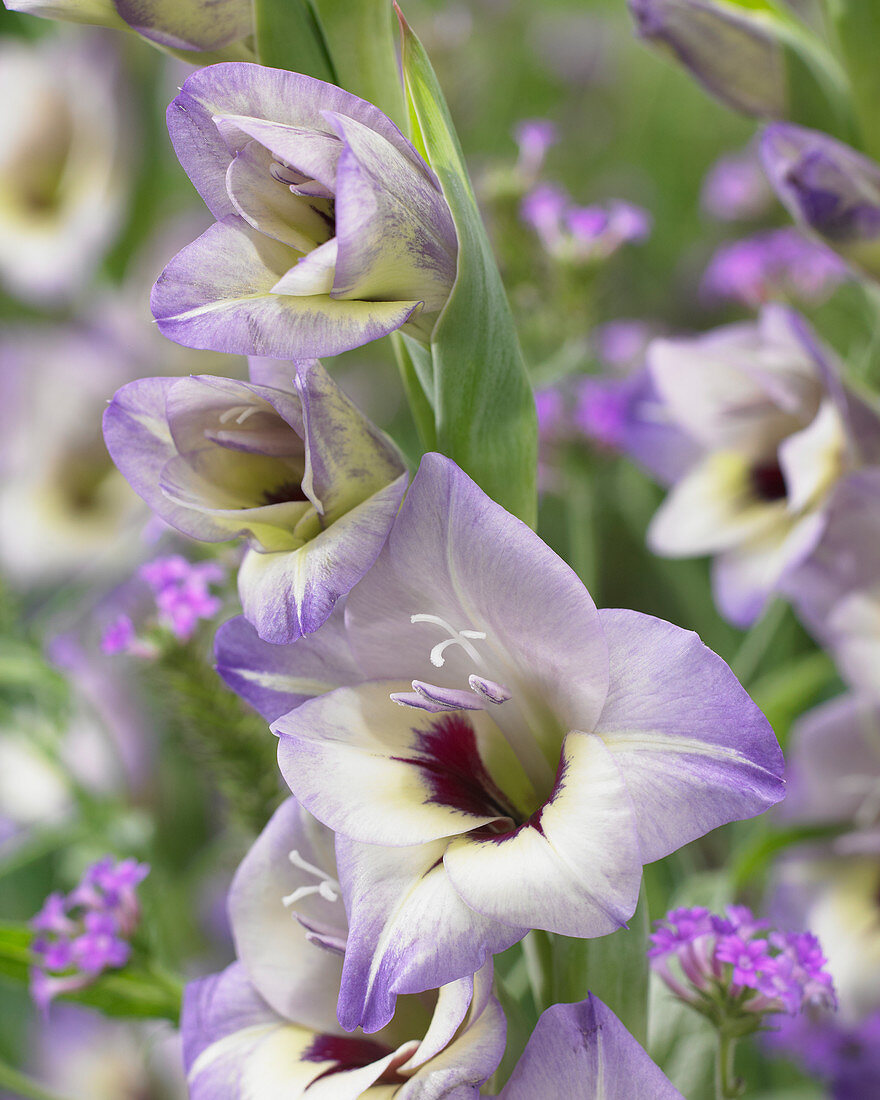 Gladiolus 'Flevo Cool'