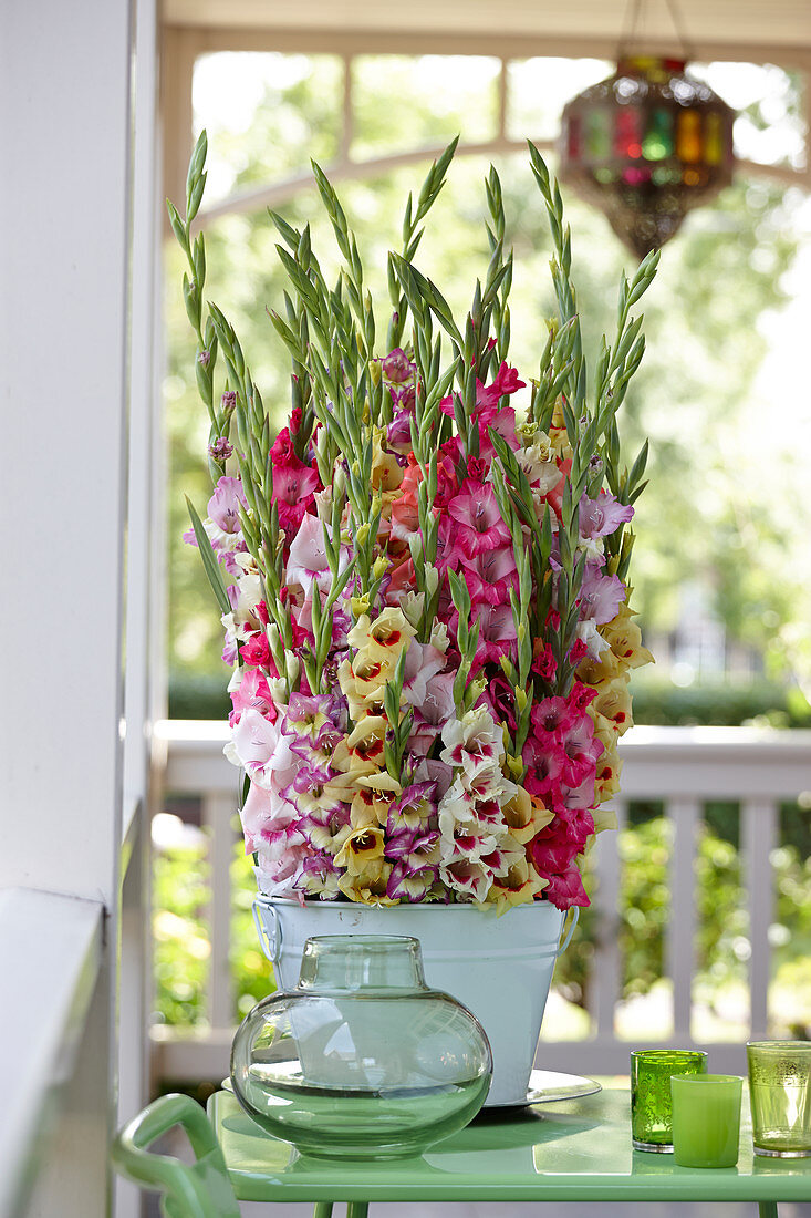 Gladiolus Mix