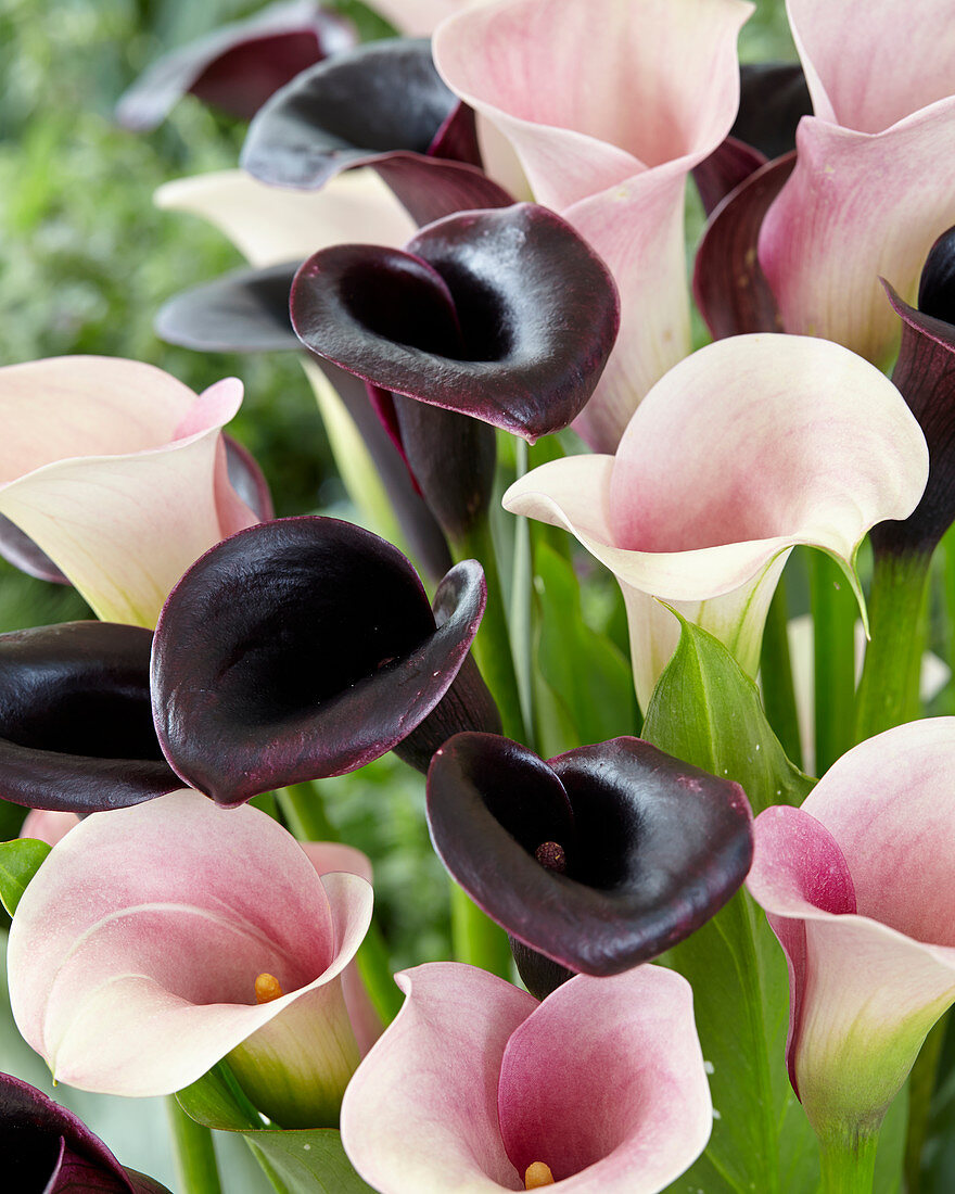 Zantedeschia mixed