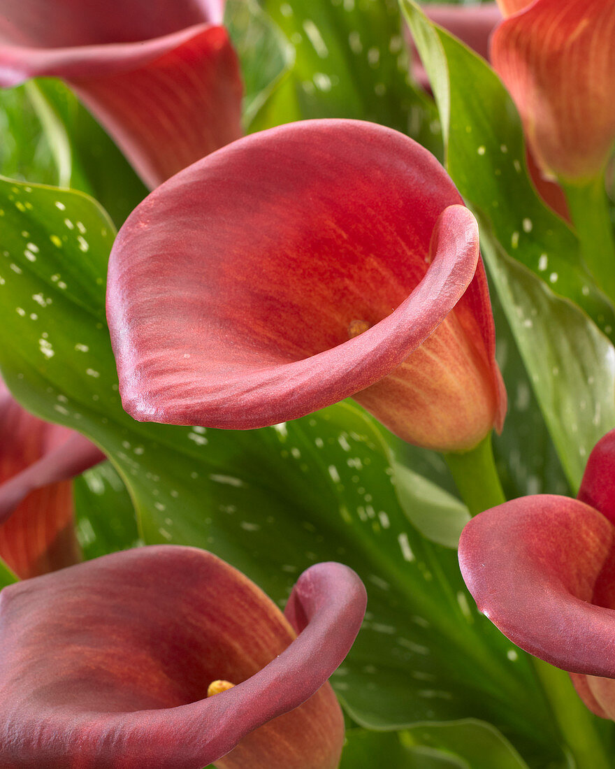 Zantedeschia 'Red Dragon'