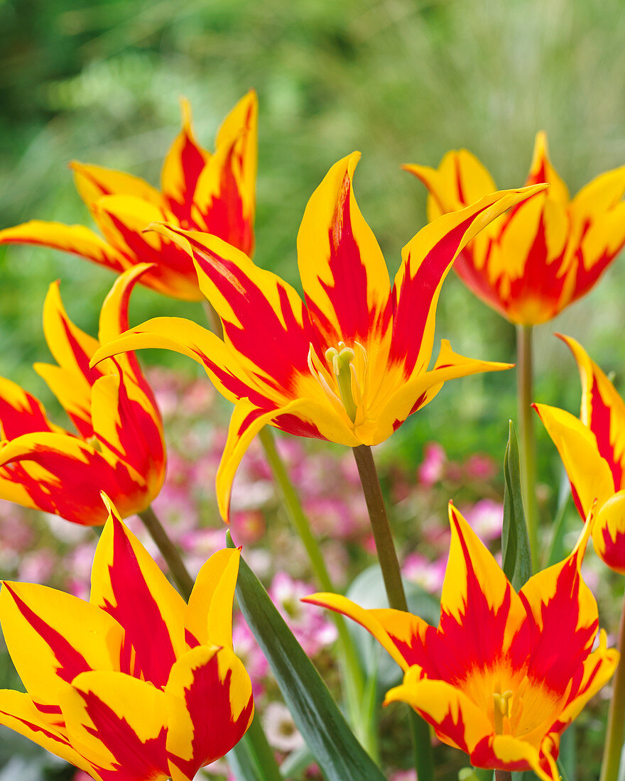 Tulipa 'Fire Wings'