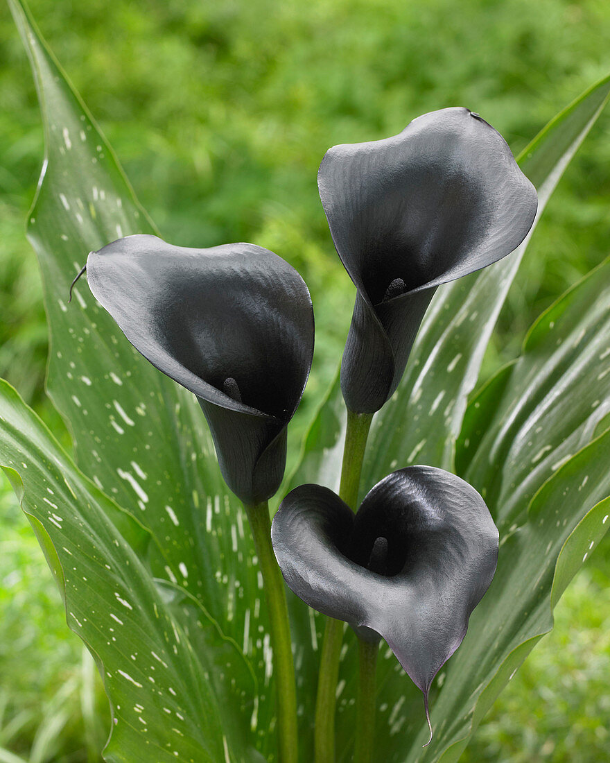 Zantedeschia 'Black Diamond'