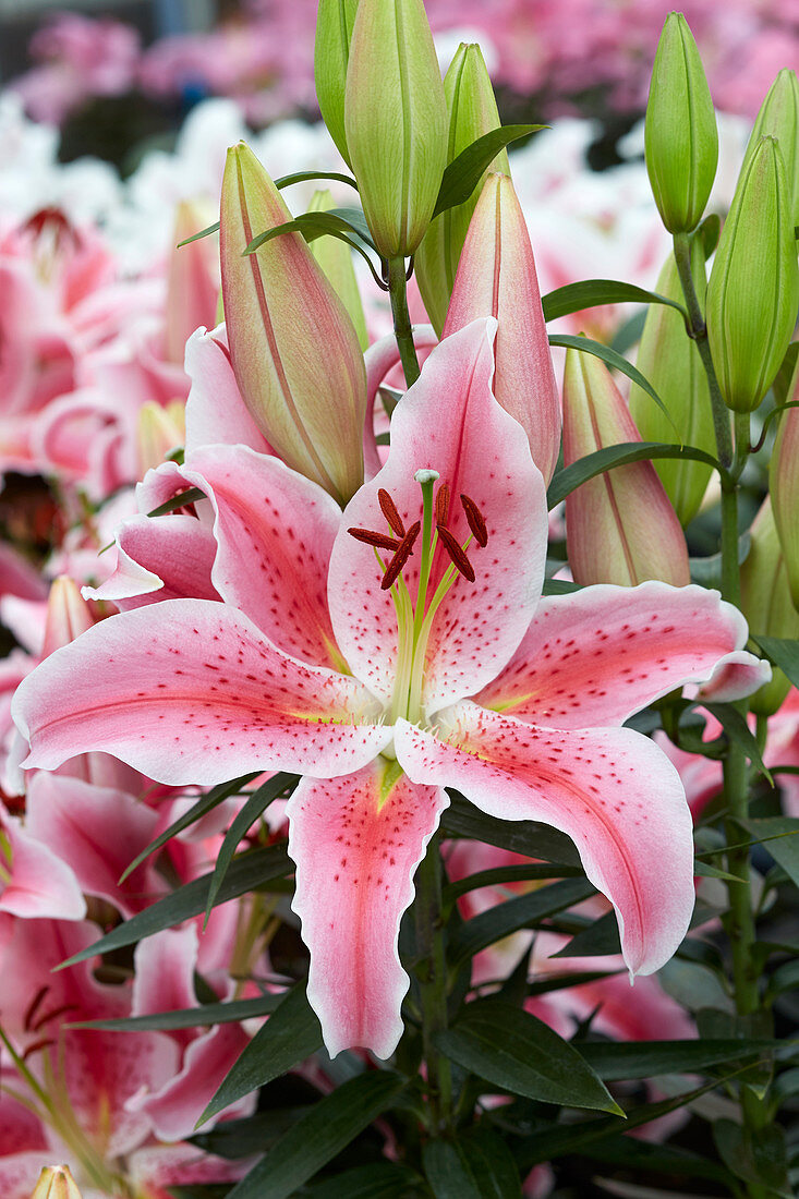 Lilium Rapid Romance