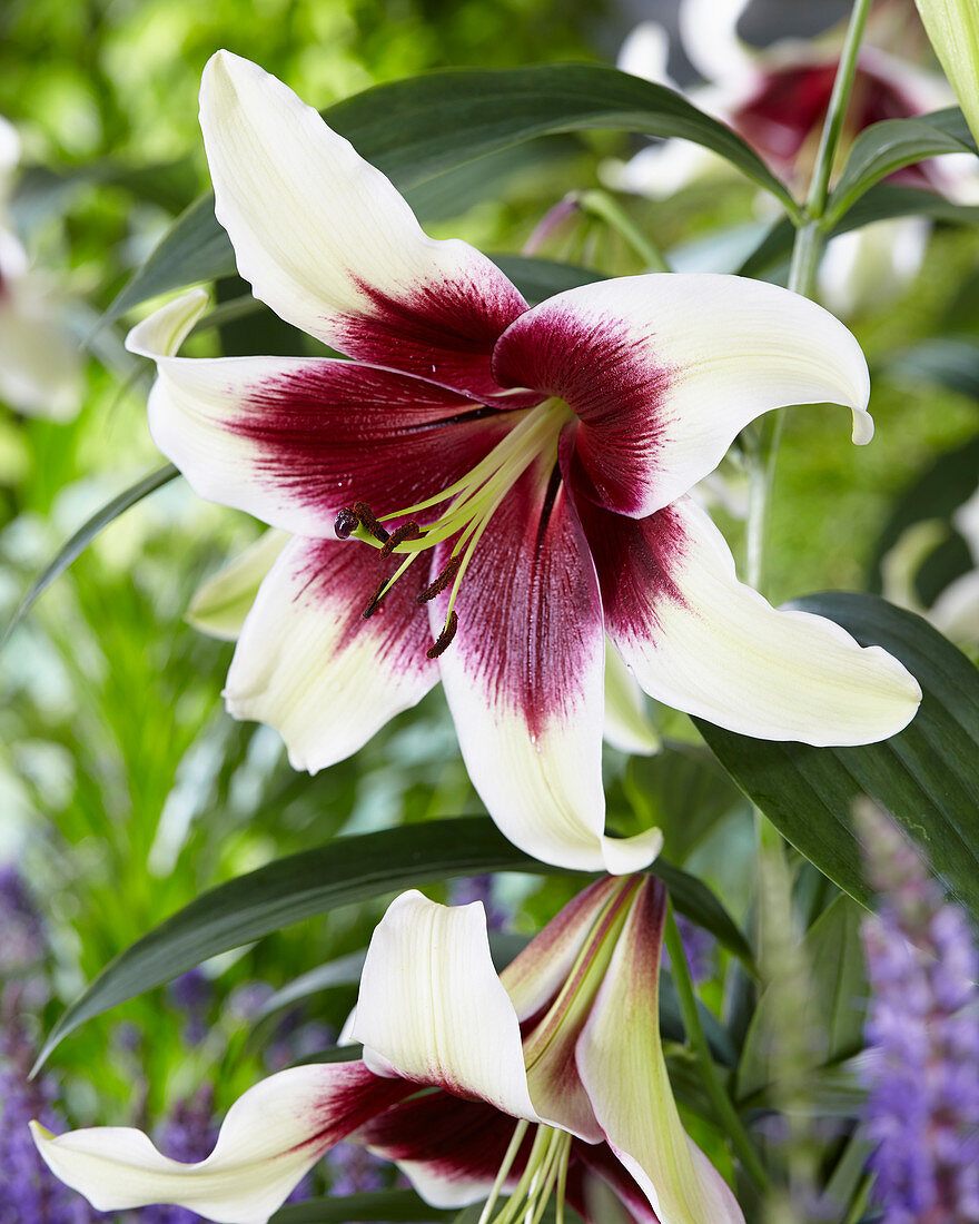 Lilium bicolour