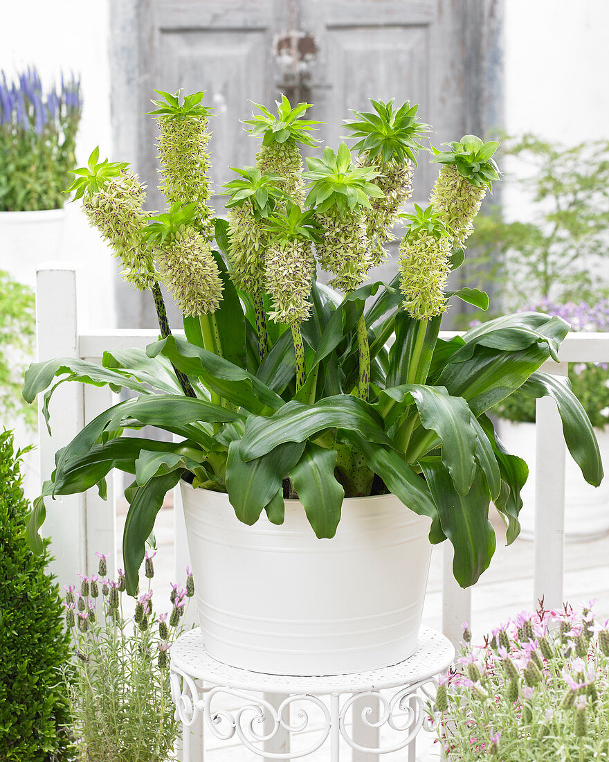 Eucomis bicolor