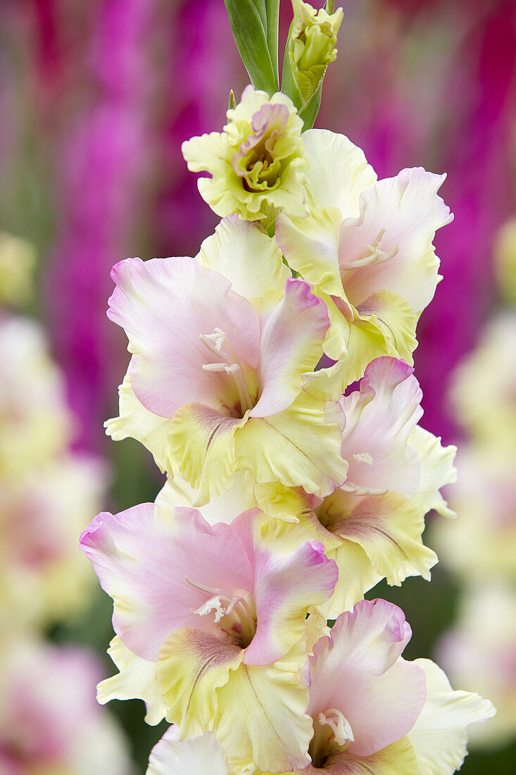 Gladiolus Mon Amour