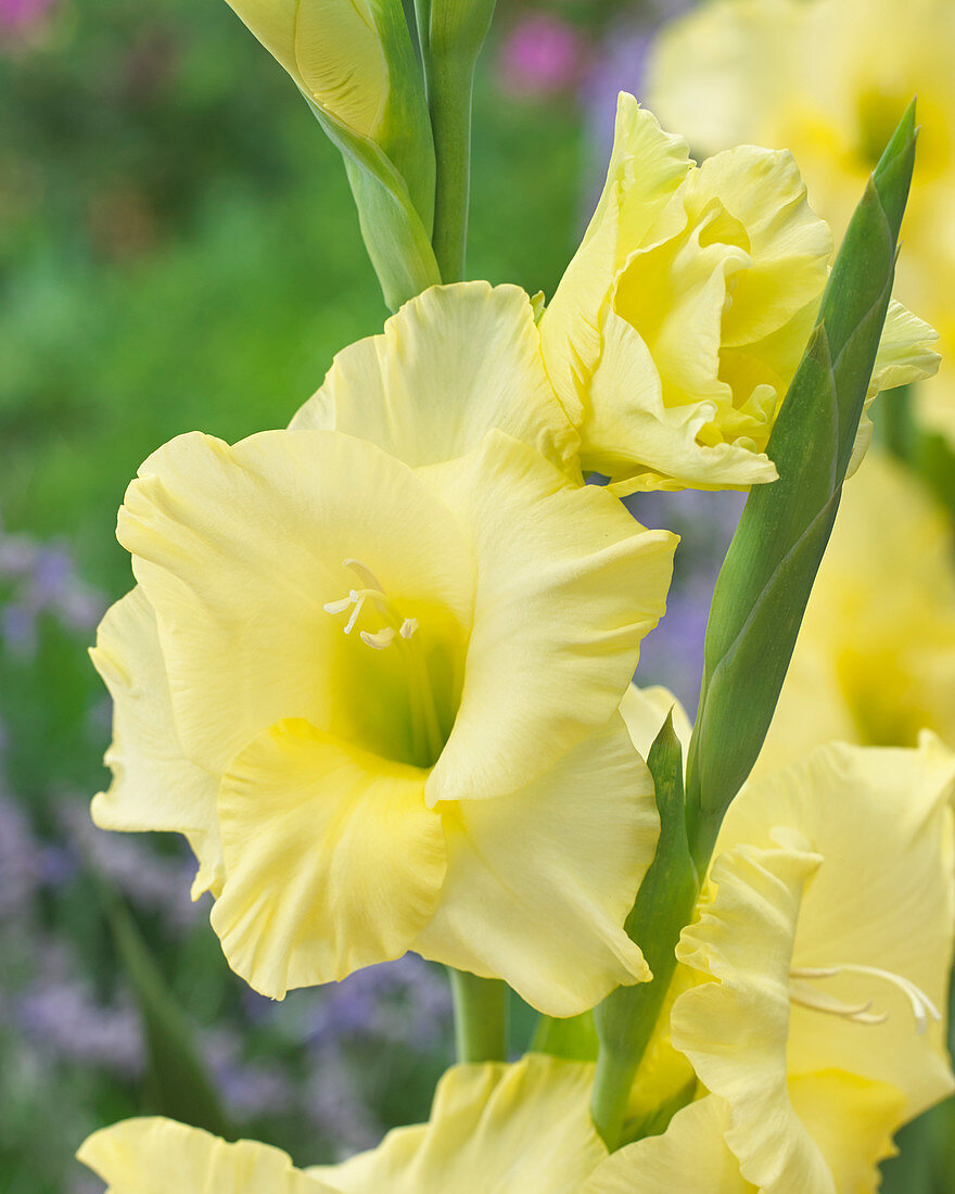 Gladiolus yellow