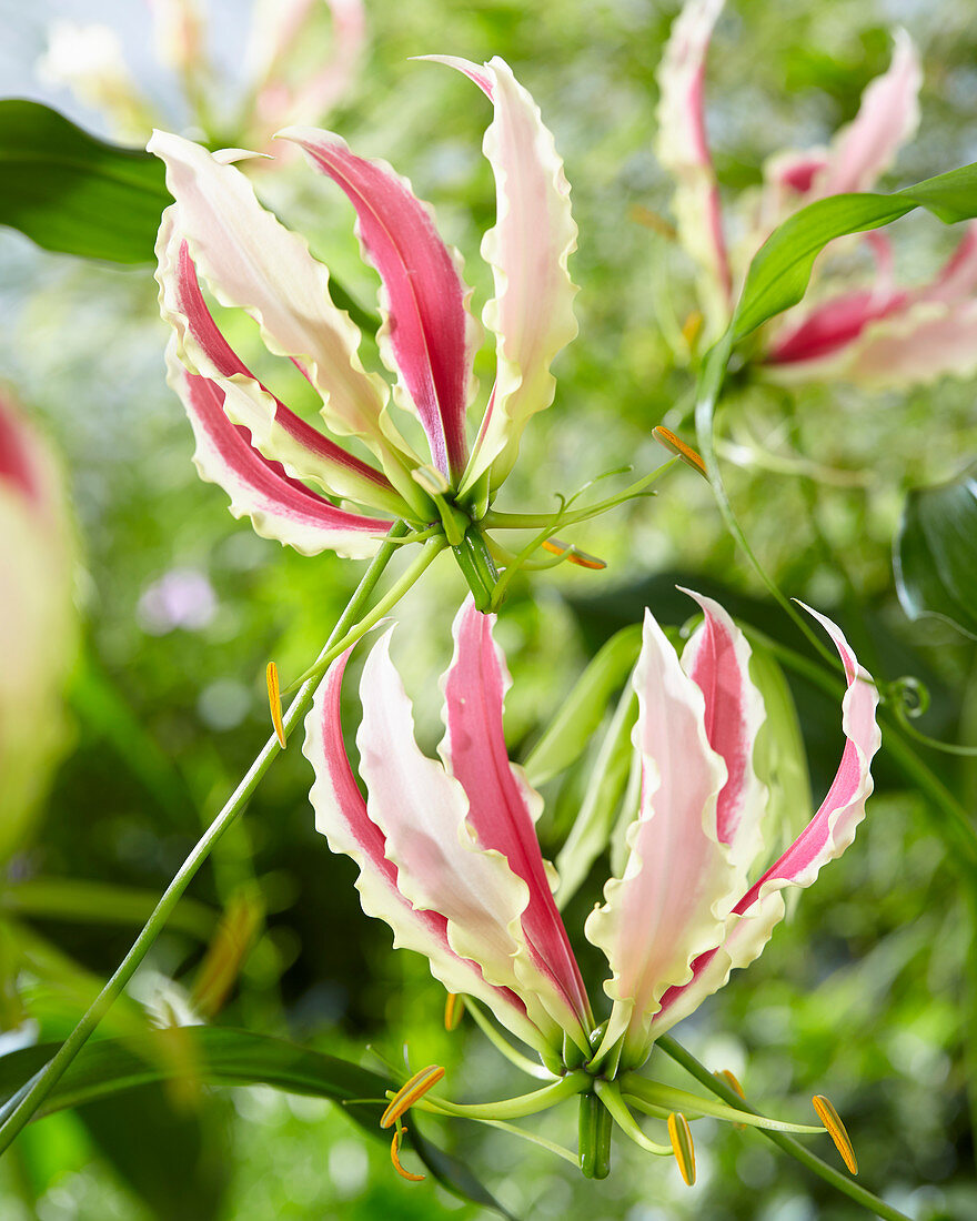 Gloriosa Sparkling Jip