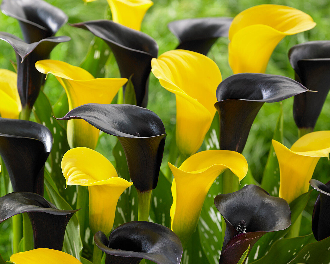 Zantedeschia 'Gold Cup', 'Cantor'