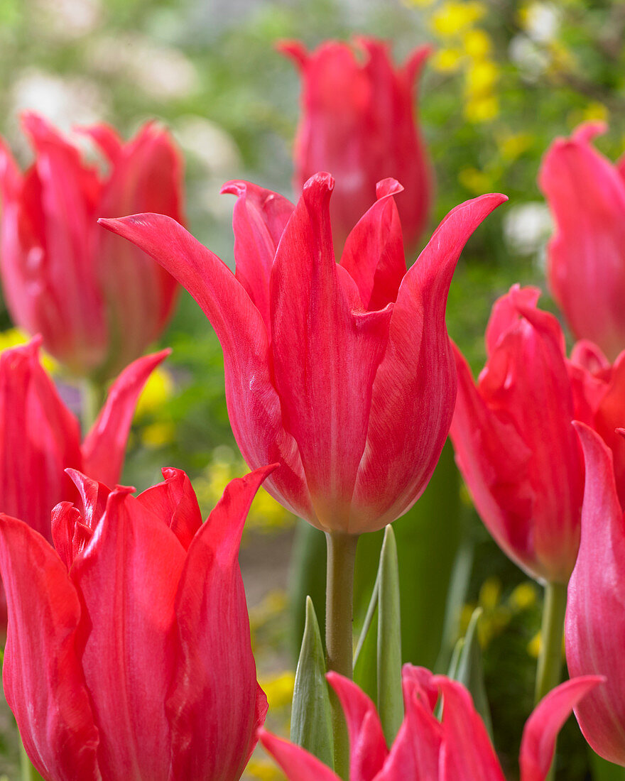 Tulipa 'Pretty Love'