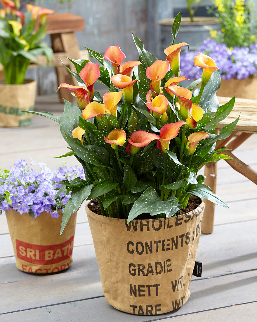 Zantedeschia Morning Sun