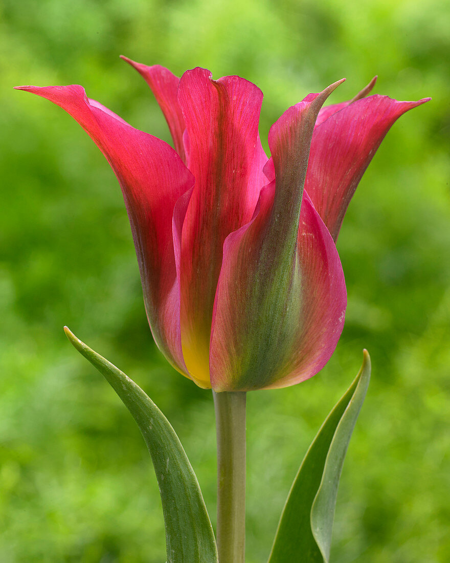 Tulipa Red Dance