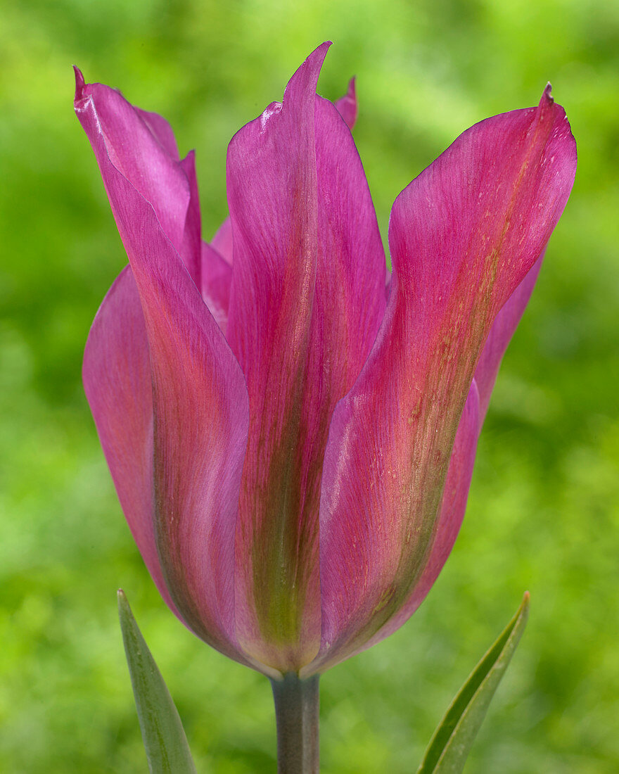 Tulipa 'Purple Dance'