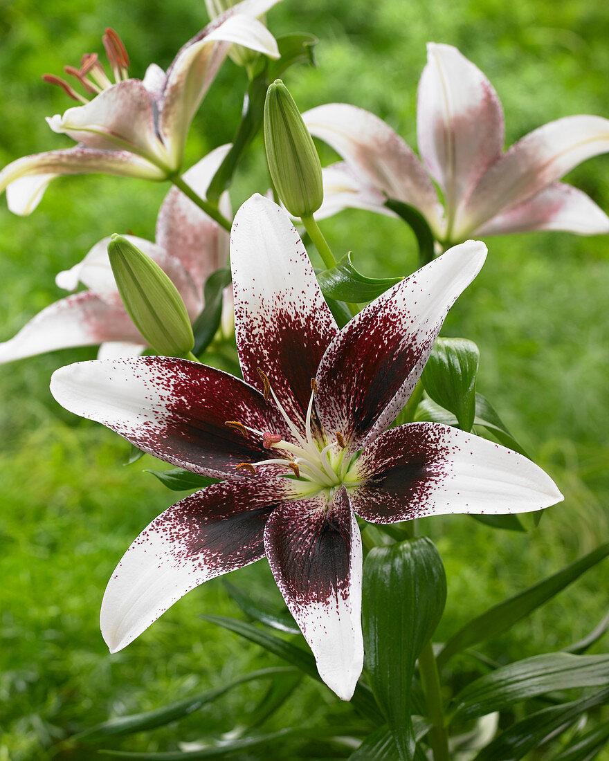 Lilium 'Milan Heart'