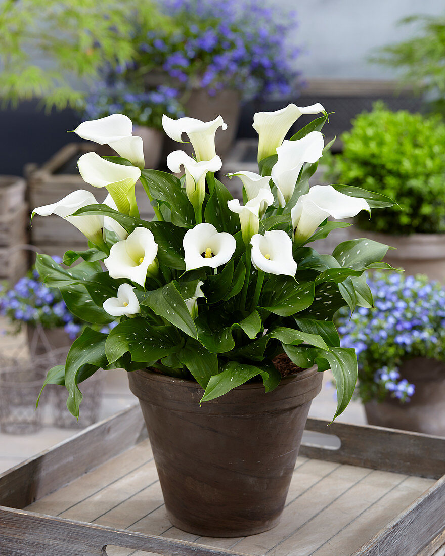 Zantedeschia Captain Kelso