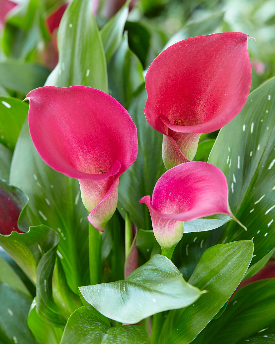 Zantedeschia 'Captain Cheerio'