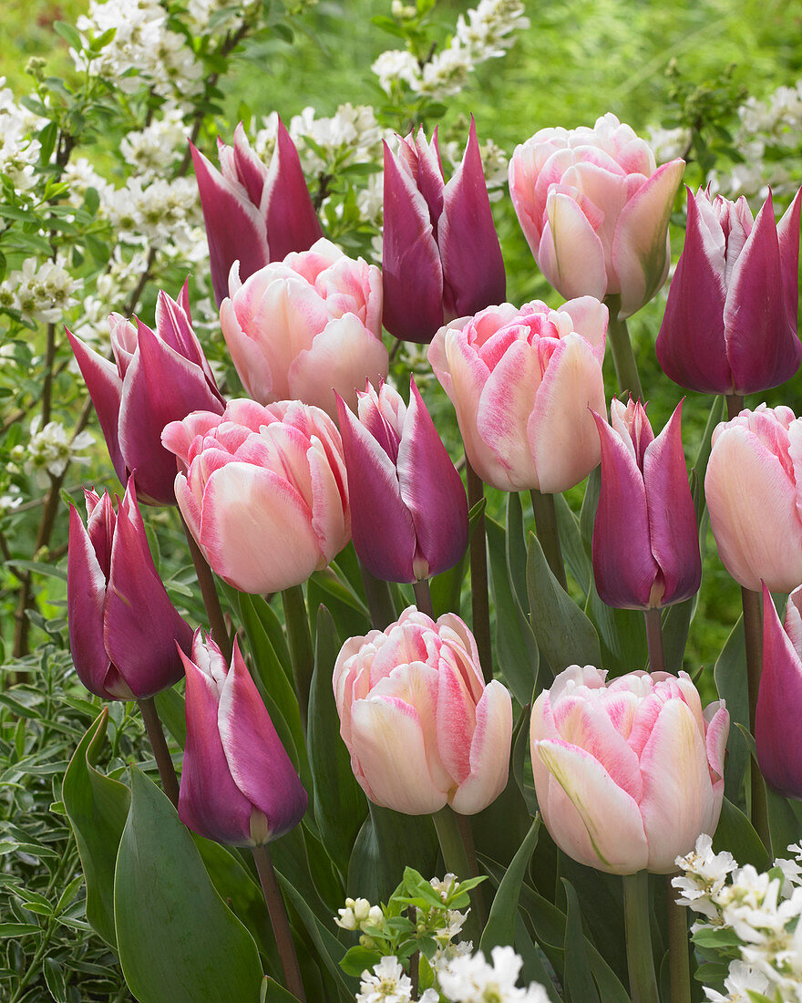 Tulipa 'Claudia', 'Foxtrott'