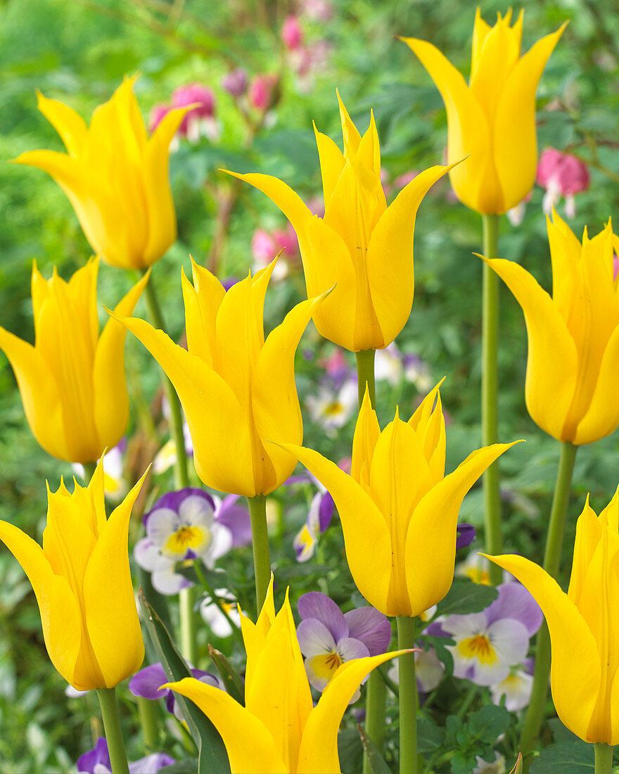 Tulipa Moonshine