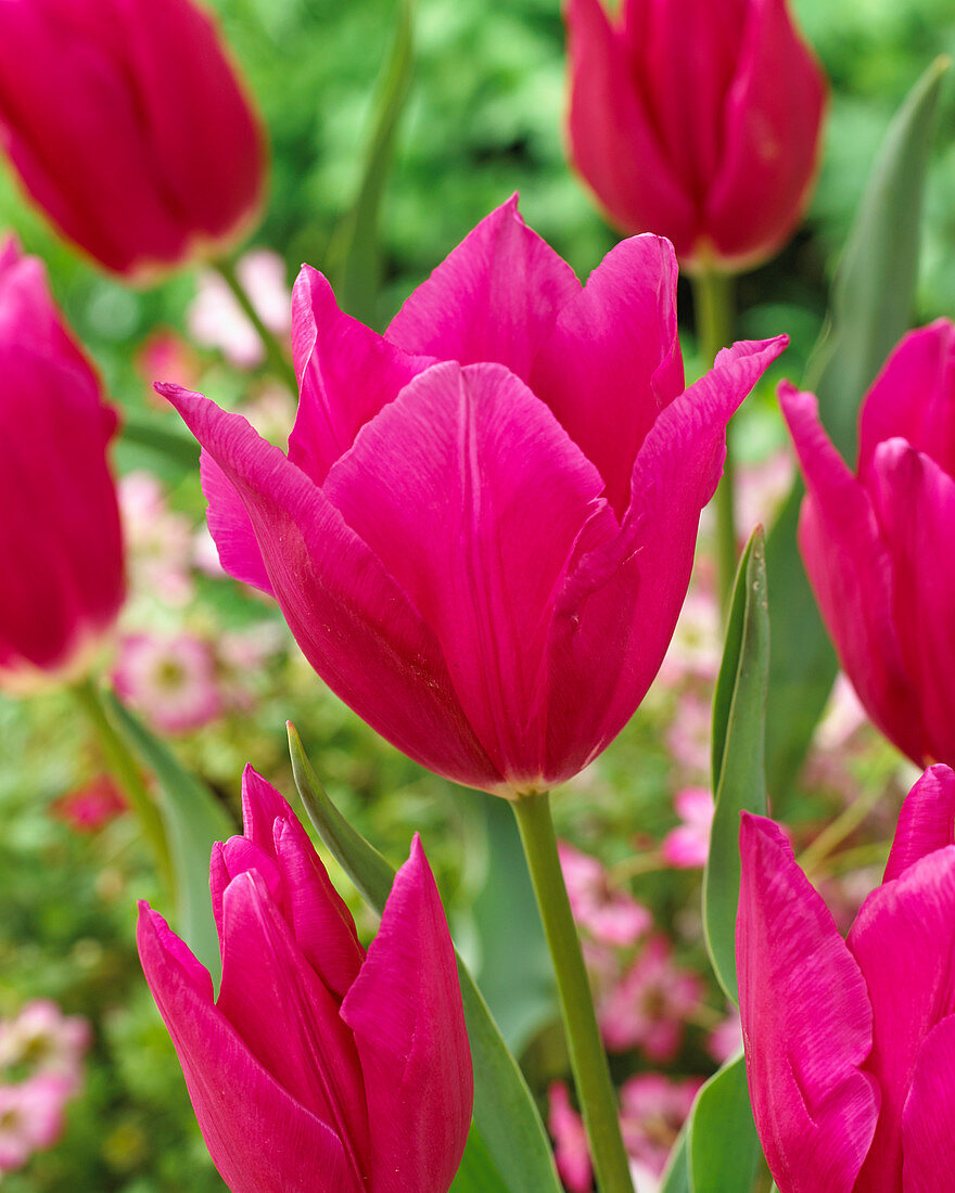 Tulipa Lilyrosa