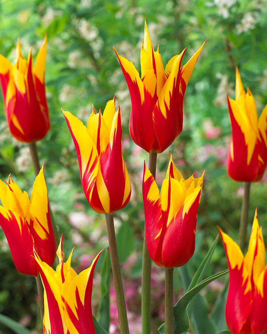 Tulipa Fire Wings