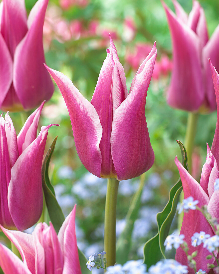 Tulipa 'Ballade'