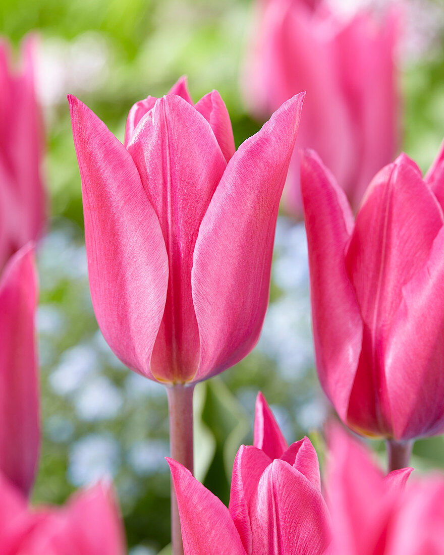 Tulipa 'Jazz'