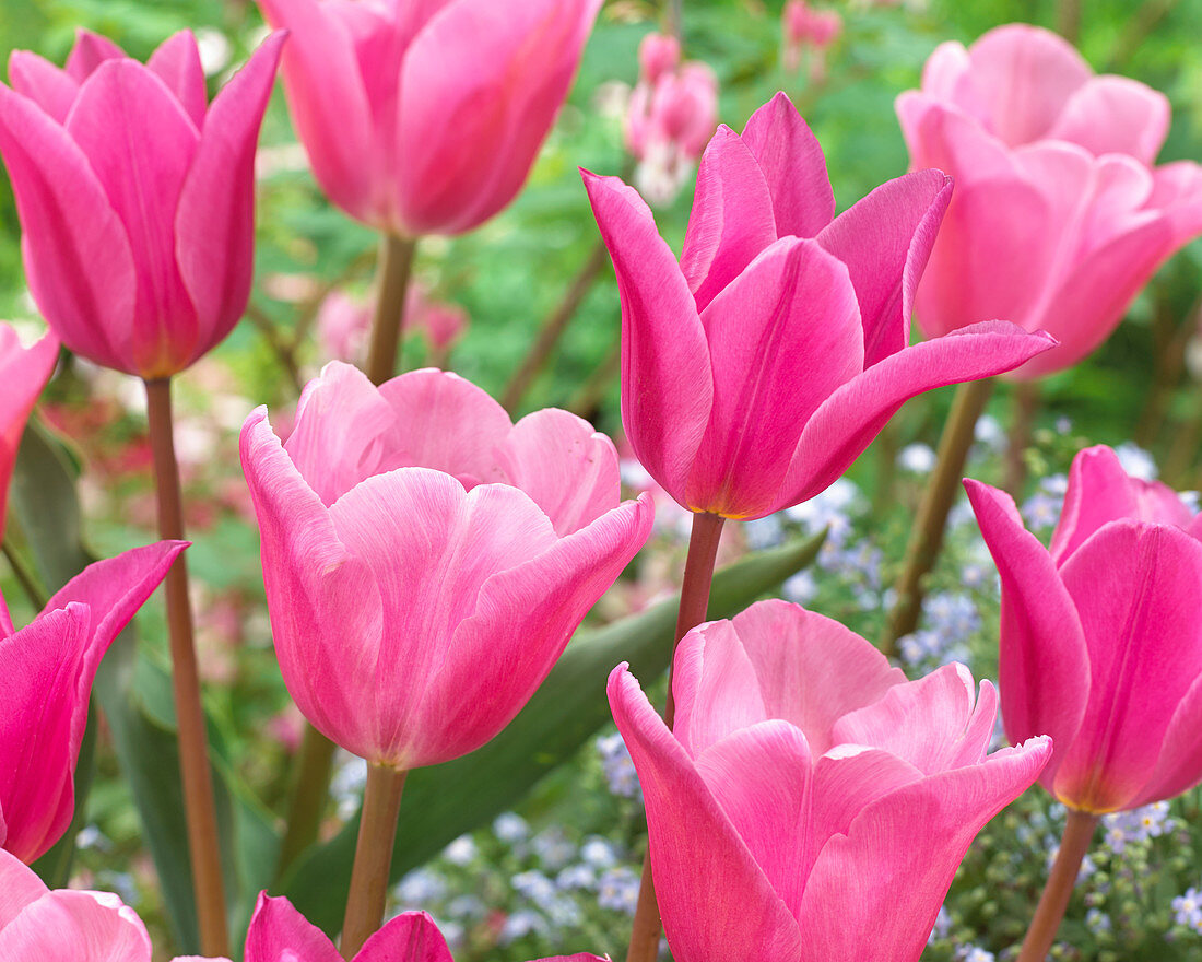 Tulipa 'Jazz', 'Mistress'