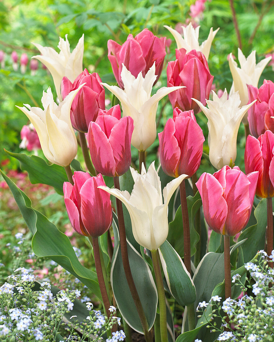 Tulipa 'Tres Chic', 'Pretty Princess'
