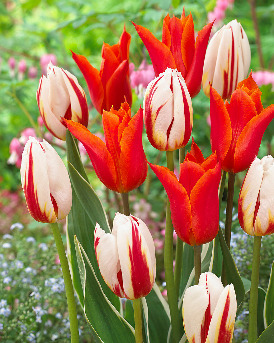 Tulipa 'Ballerina', 'Carnaval de Rio'