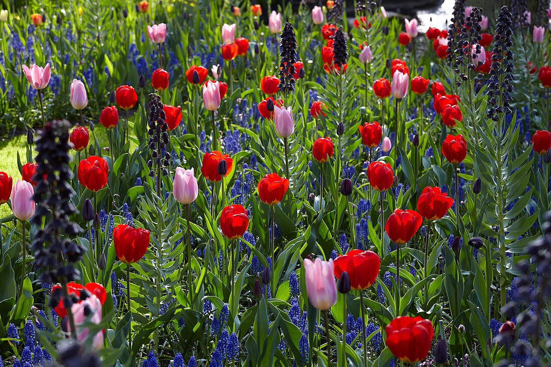 Frühlingsblumen Wiese mit Tulpen
