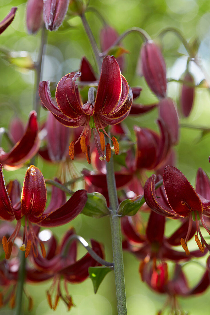 Lilium Claude Shride