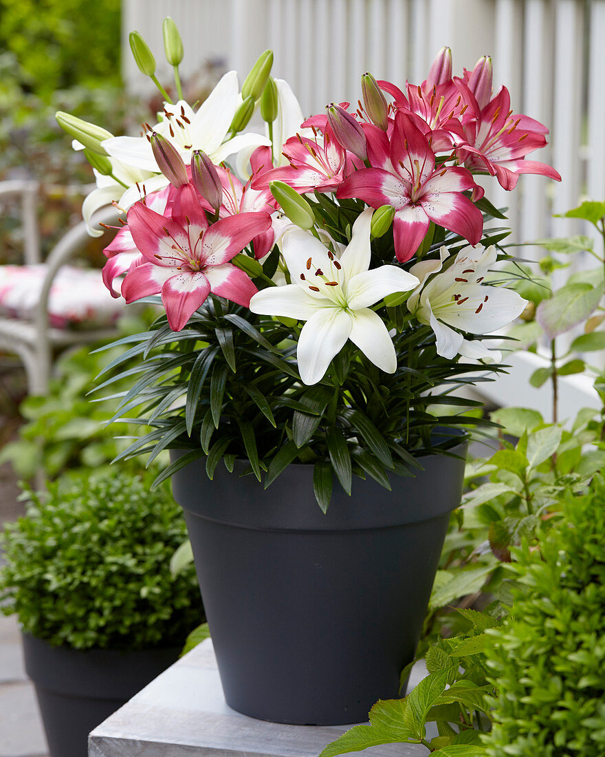 Lilium Sparkling Joy, Perfect Joy