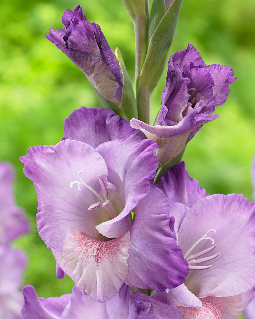 Gladiolus 'Flevo Indigo'