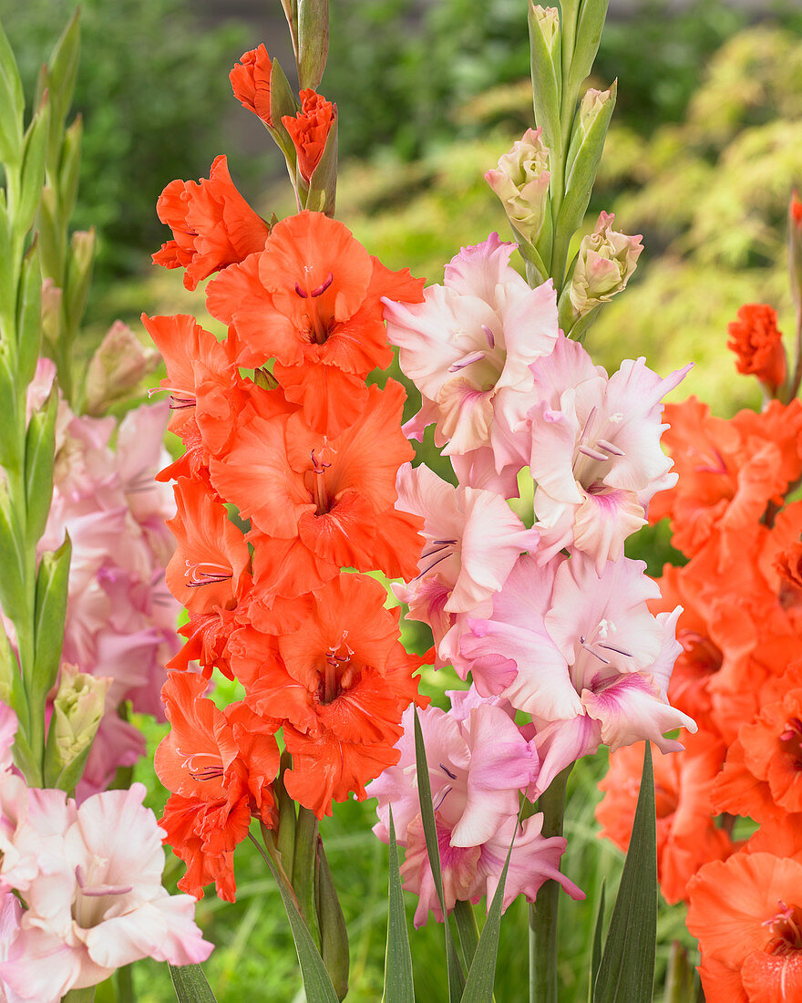 Gladiolus 'Buena Sera', 'King Redbad'