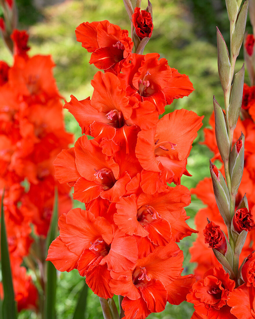 Gladiolus red