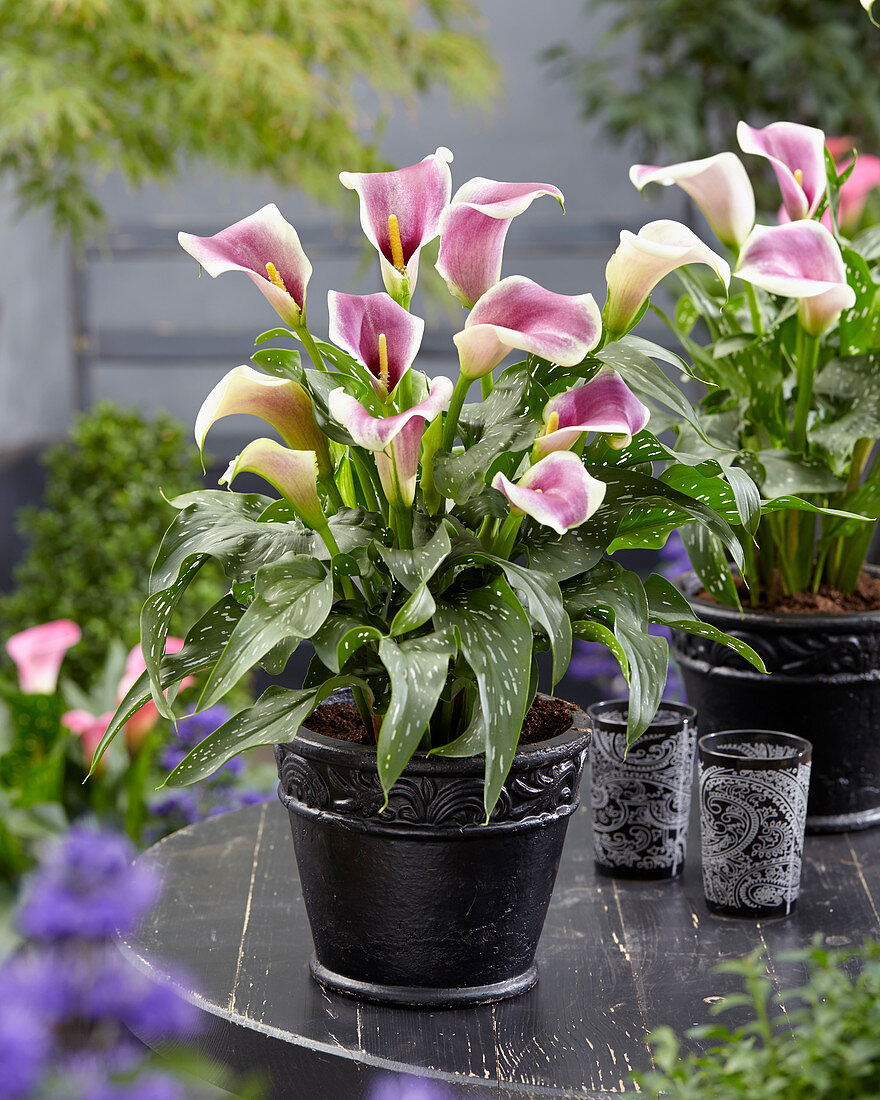 Zantedeschia Picasso ®