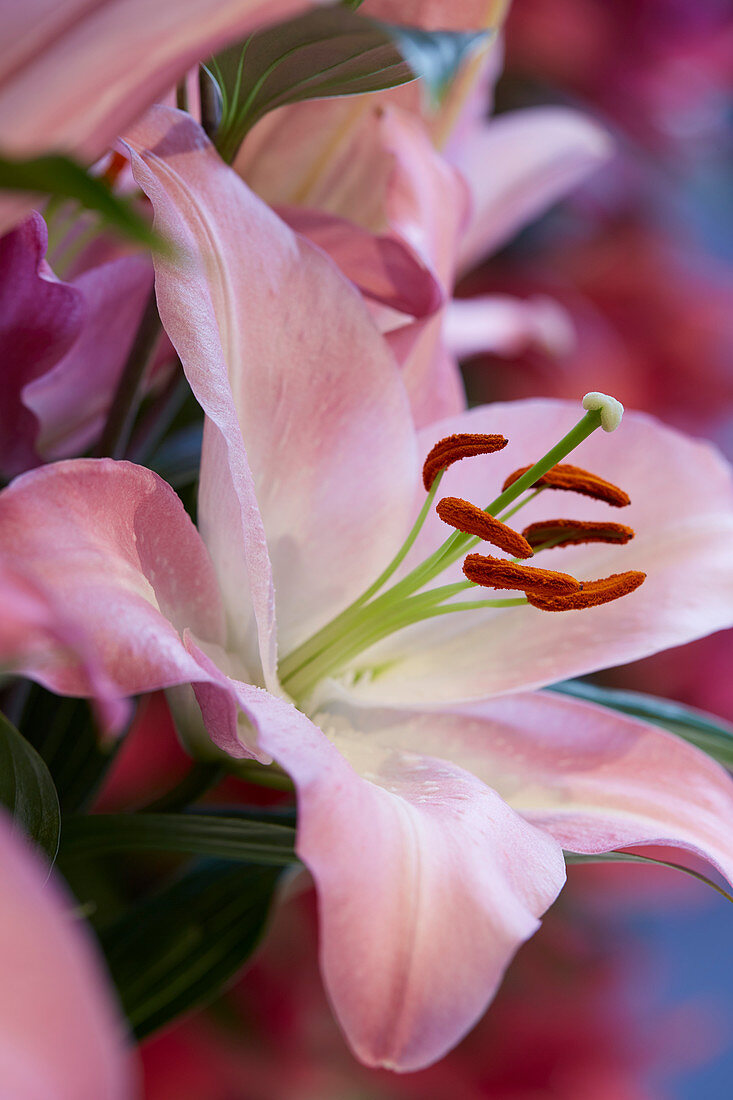 Lilium 'Alonso'