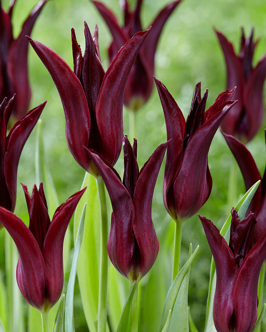 Tulipa Sarah Raven