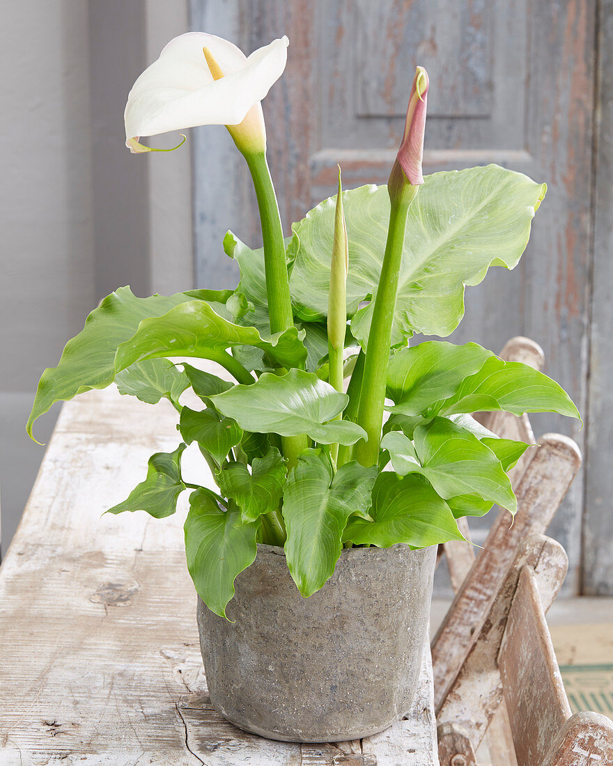 Zantedeschia, weiß im Topf