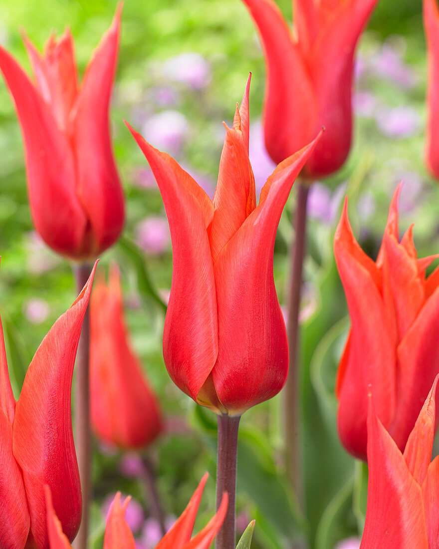 Tulipa Sapy