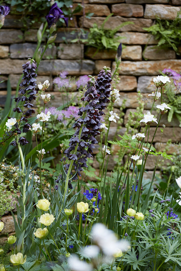 Fritillaria persica 'Twin Towers Tribute'