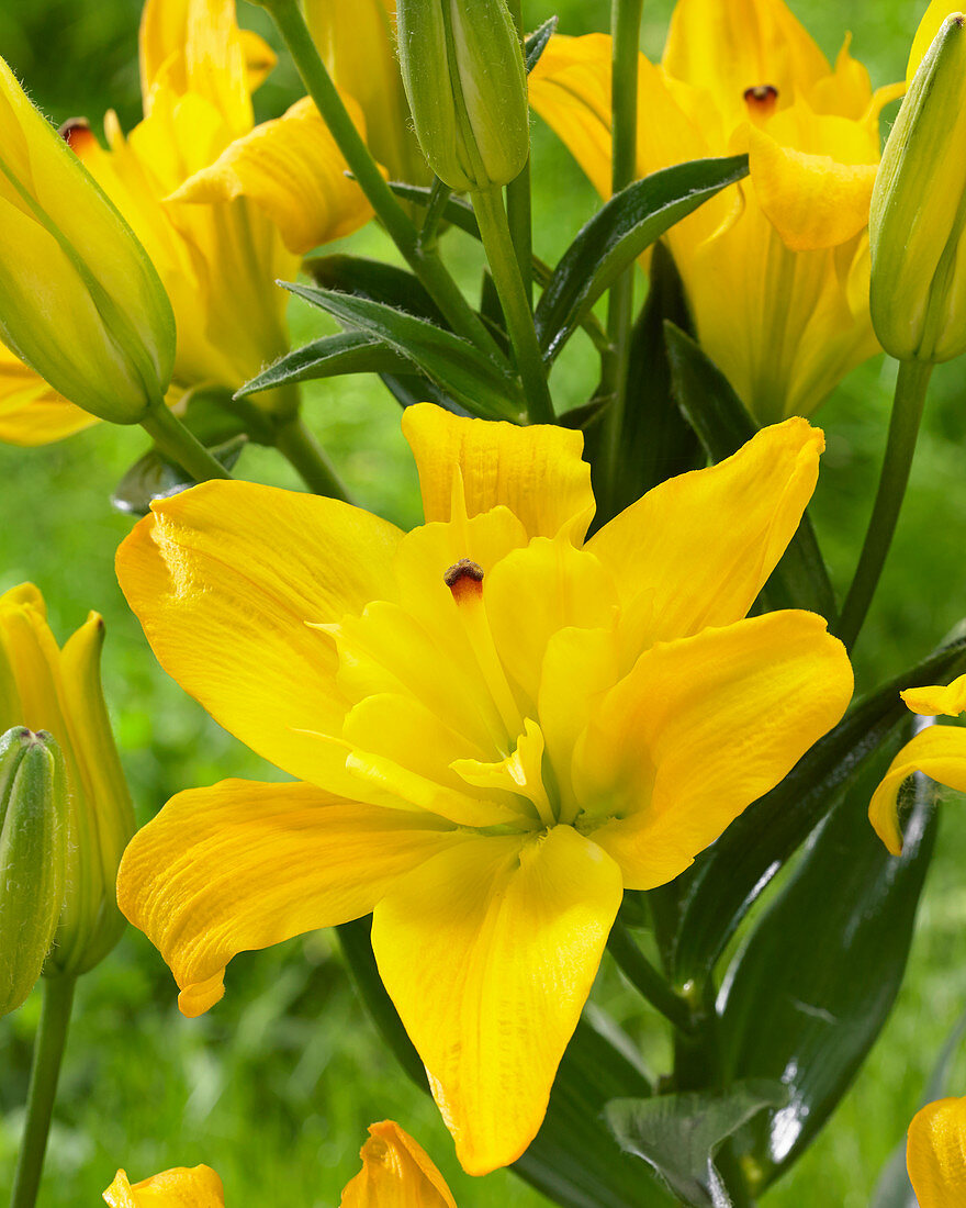 Lilium Kensington