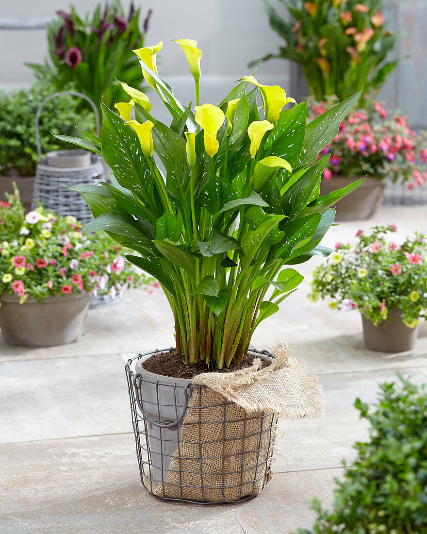 Zantedeschia 'Sunclub'