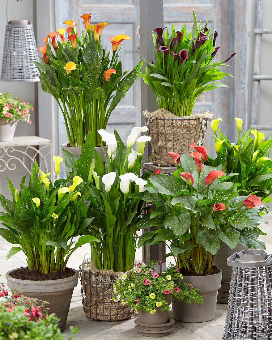 Zantedeschia collection