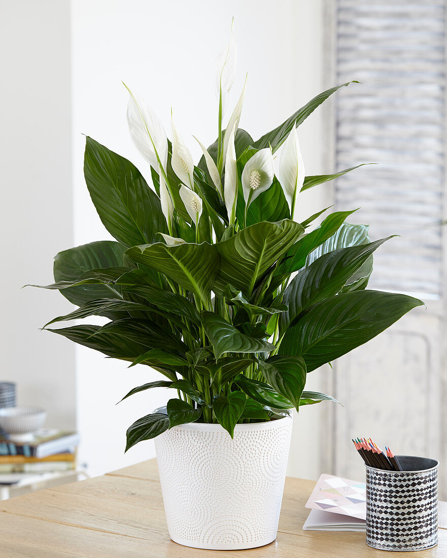 Spathiphyllum Bolero