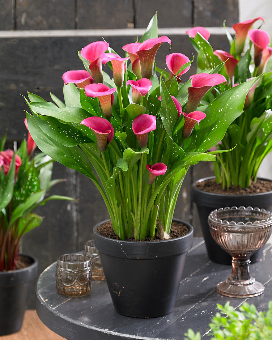 Zantedeschia 'Zazu'