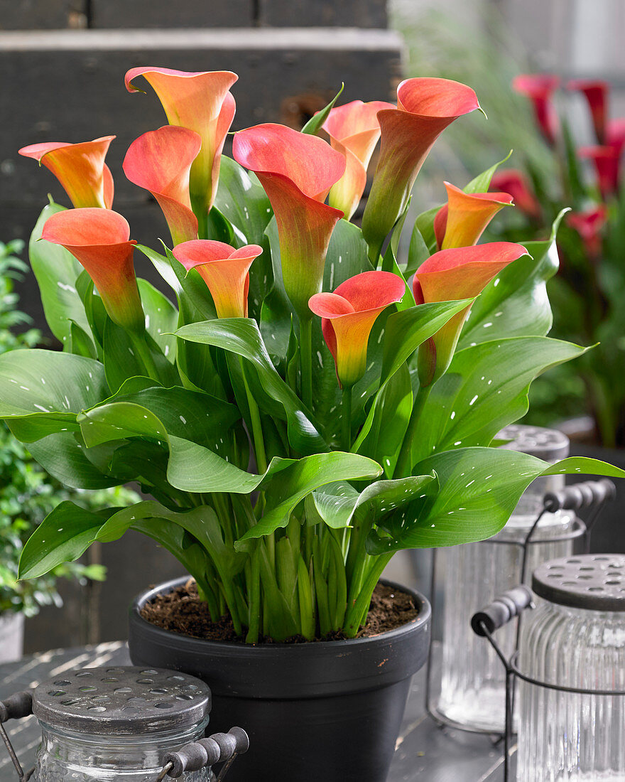 Zantedeschia Sunset Passion