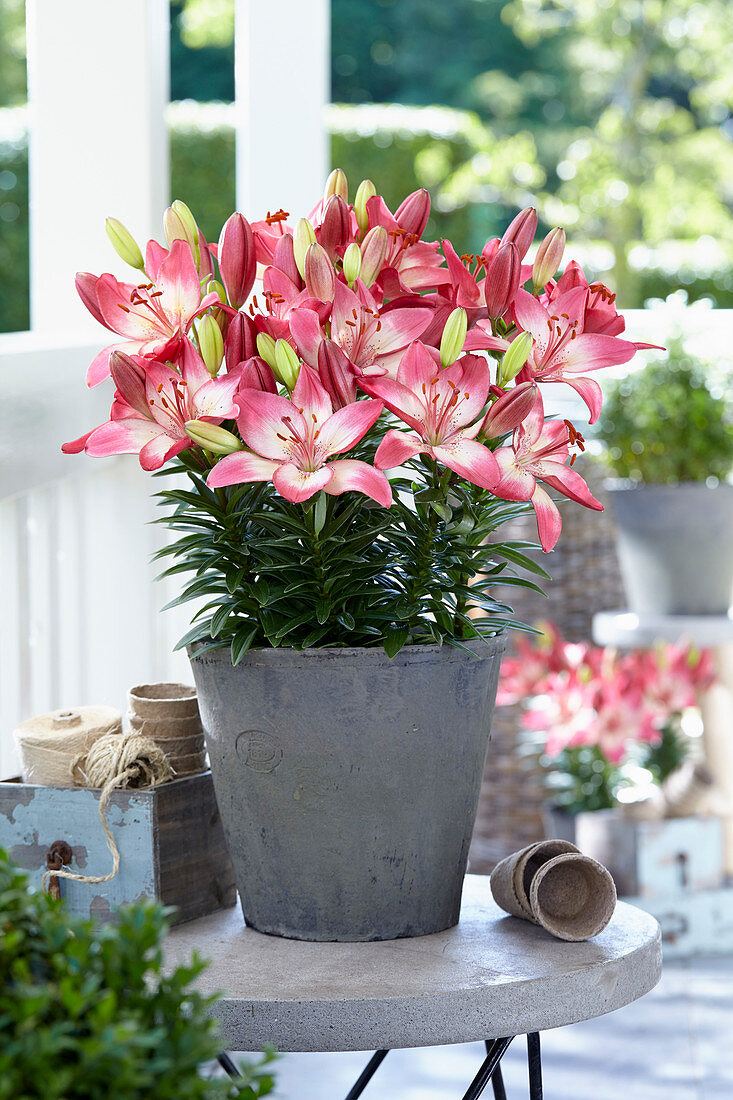 Lilium 'Joseph's Joy'