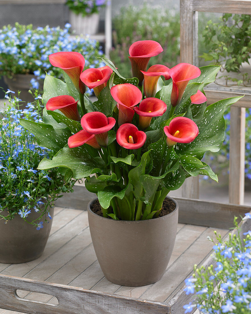 Zantedeschia Captain Murano