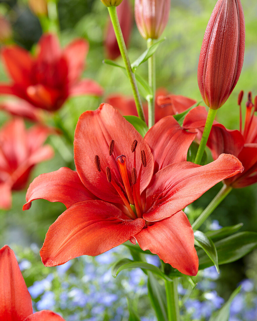 Lilium 'Red Highland'